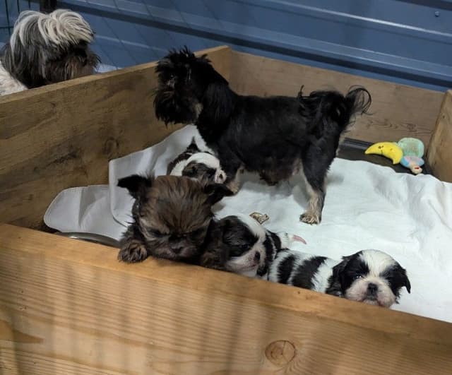 Shih Tzu Puppies media 5