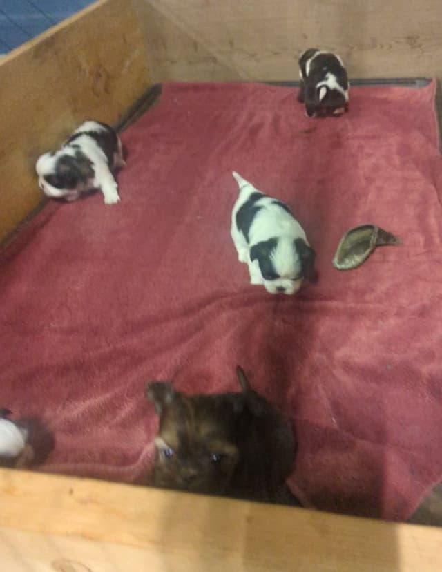 Shih Tzu Puppies media 6