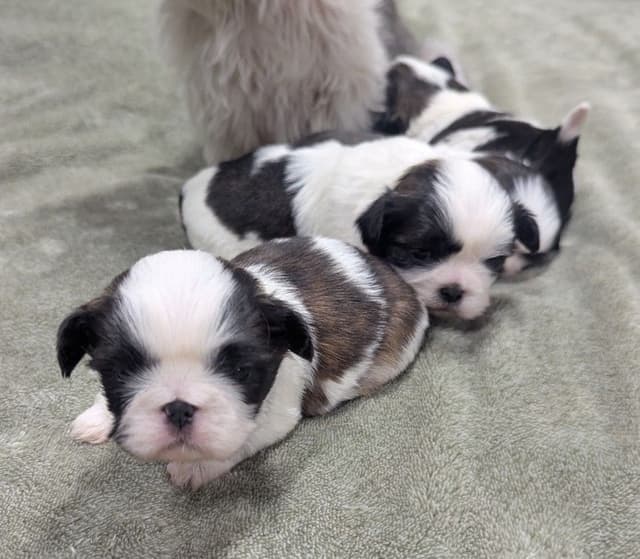 Shih Tzu Puppies media 8