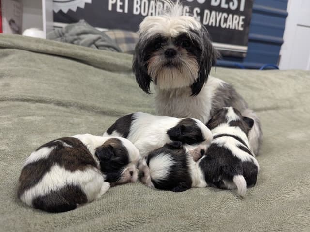 Shih Tzu Puppies media 9