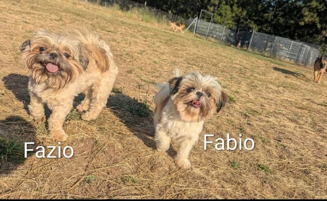 Shih Tzu Puppies media 10