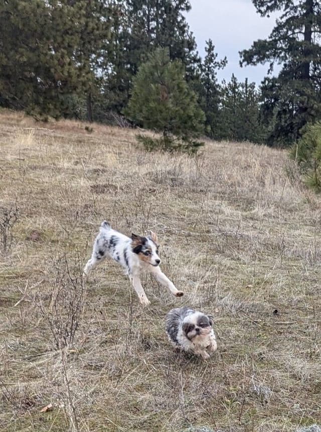 Shih Tzu Puppies media 11