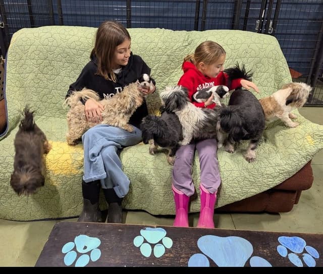 Shih Tzu Puppies media 13