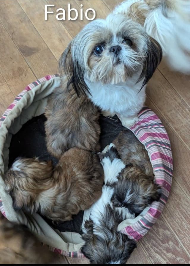 Shih Tzu Puppies media 14