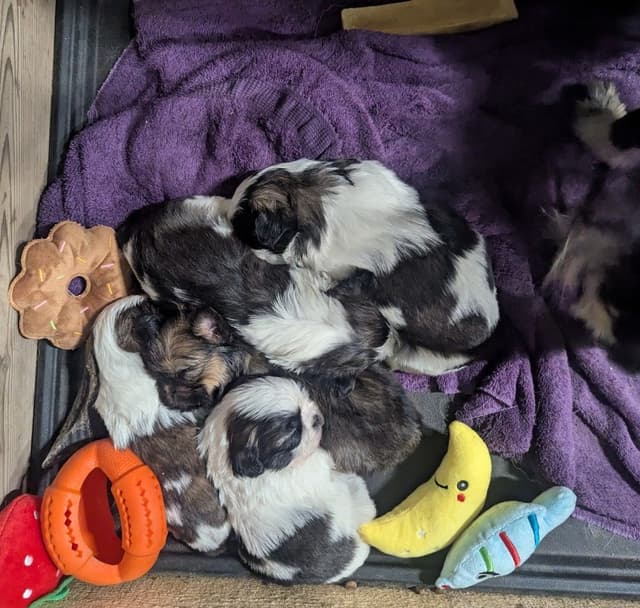 Shih Tzu Puppies media 15