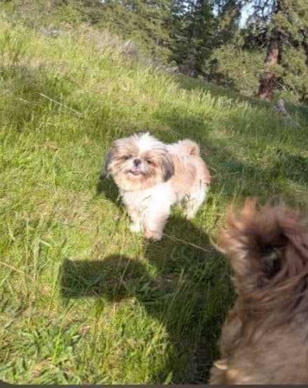 Shih Tzu Puppies media 4
