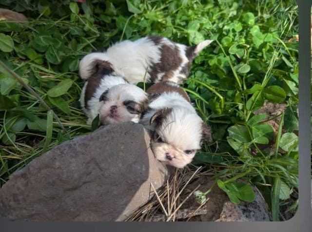 Shih Tzu Puppies media 8