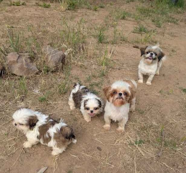 Shih Tzu Puppies media 7
