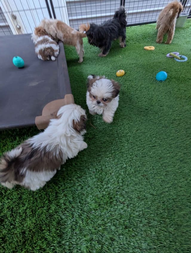Shih Tzu Puppies media 9