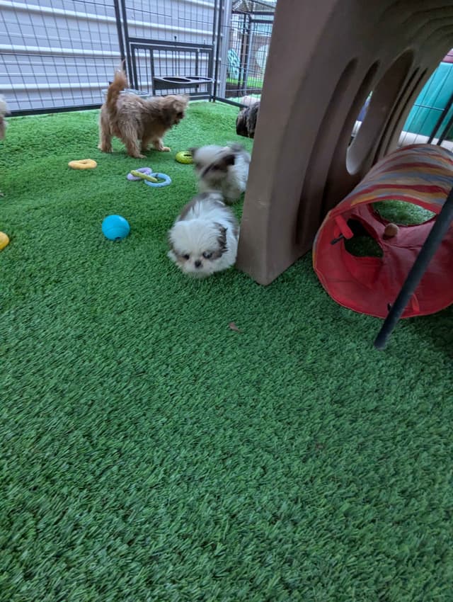 Shih Tzu Puppies media 10