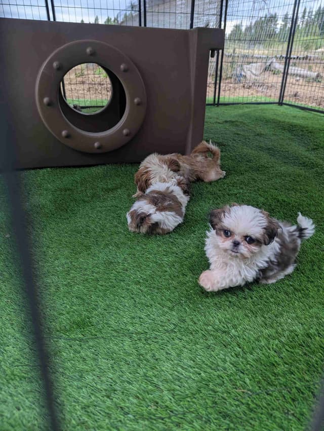 Shih Tzu Puppies media 11