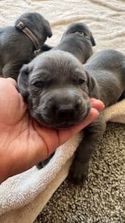 Weimaraner Puppies media 2