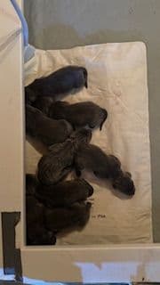 Weimaraner Puppies media 3