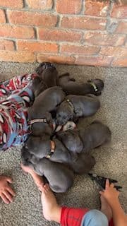 Weimaraner Puppies media 4