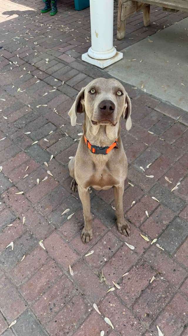 Weimaraner Puppies media 8