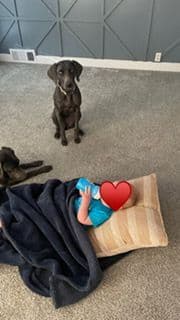 Weimaraner Puppies media 12