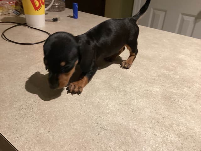 Dachshund Puppies media 2