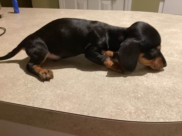 Dachshund Puppies media 3
