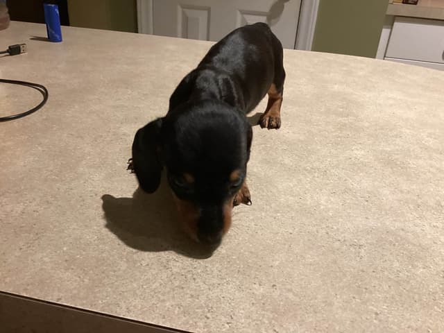 Dachshund Puppies media 4