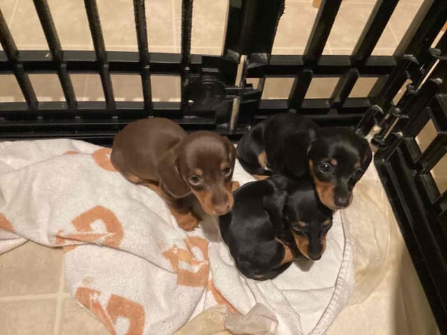 Dachshund Puppies media 5