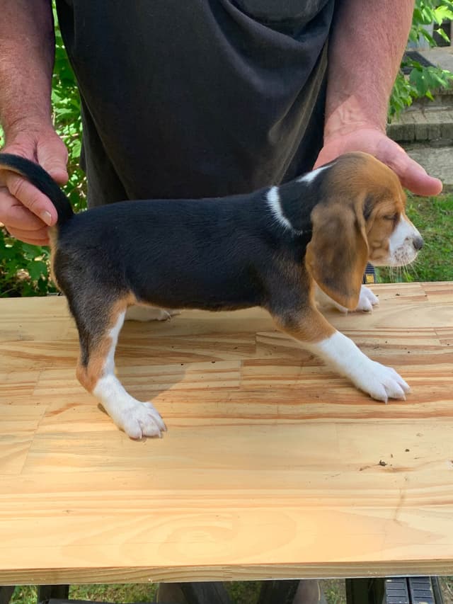 Beagle Puppies media 2