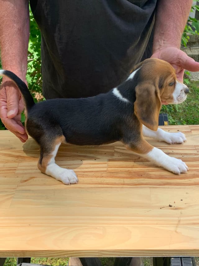 Beagle Puppies media 5