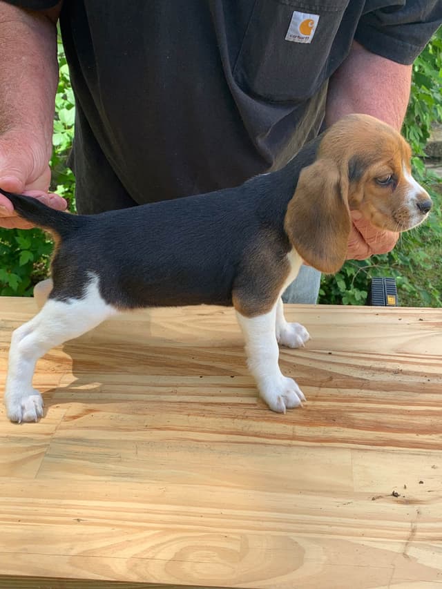 Beagle Puppies media 3