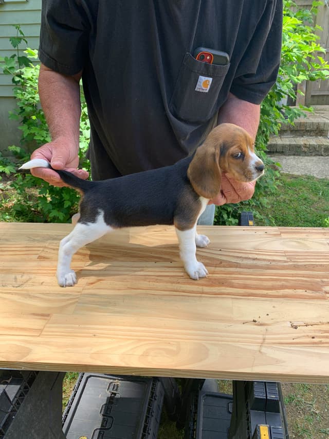 Beagle Puppies media 4