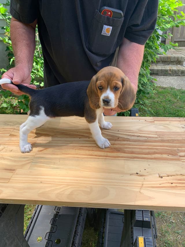 Beagle Puppies media 6