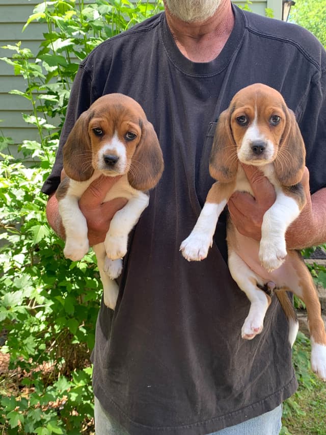 Beagle Puppies media 7