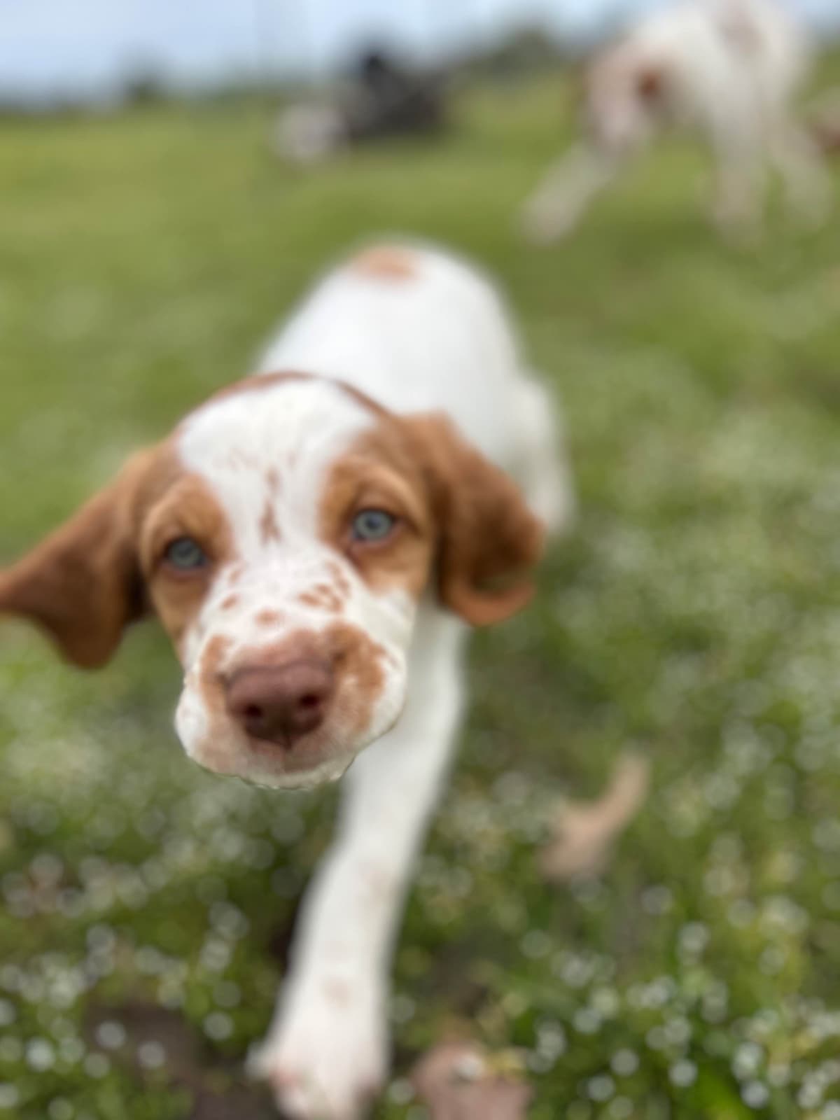 Brittany Puppies breeder image 2