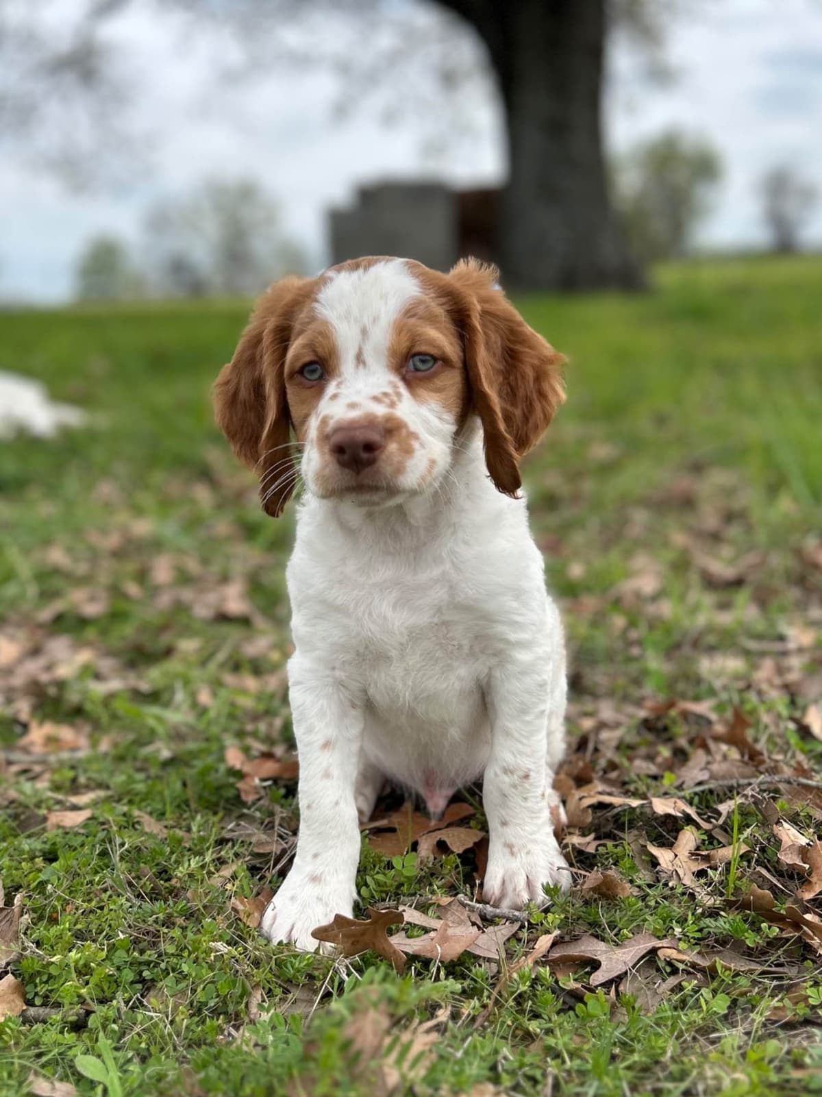 Brittany Puppies breeder image 3