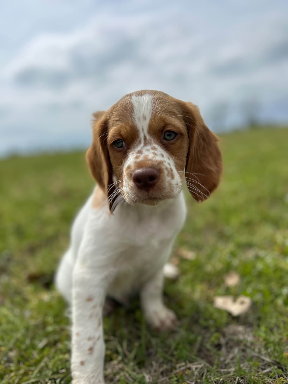 Brittany Puppies breeder image 5