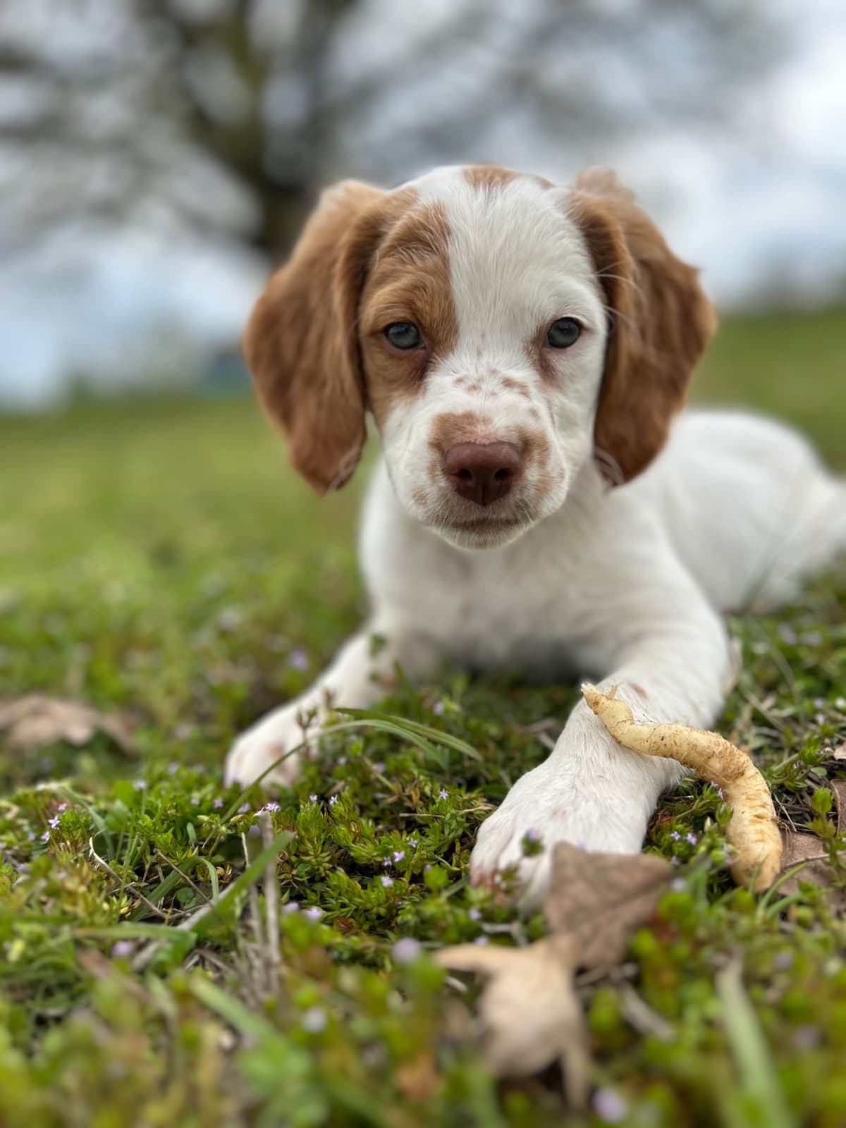 Brittany Puppies breeder image 7
