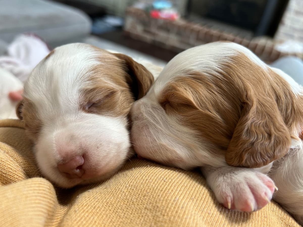 Brittany Puppies breeder image 8