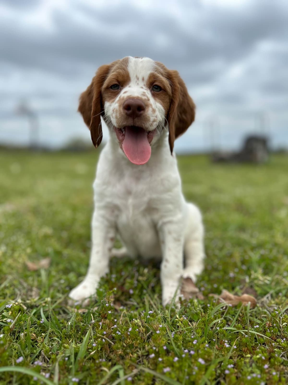 Brittany Puppies breeder image 9