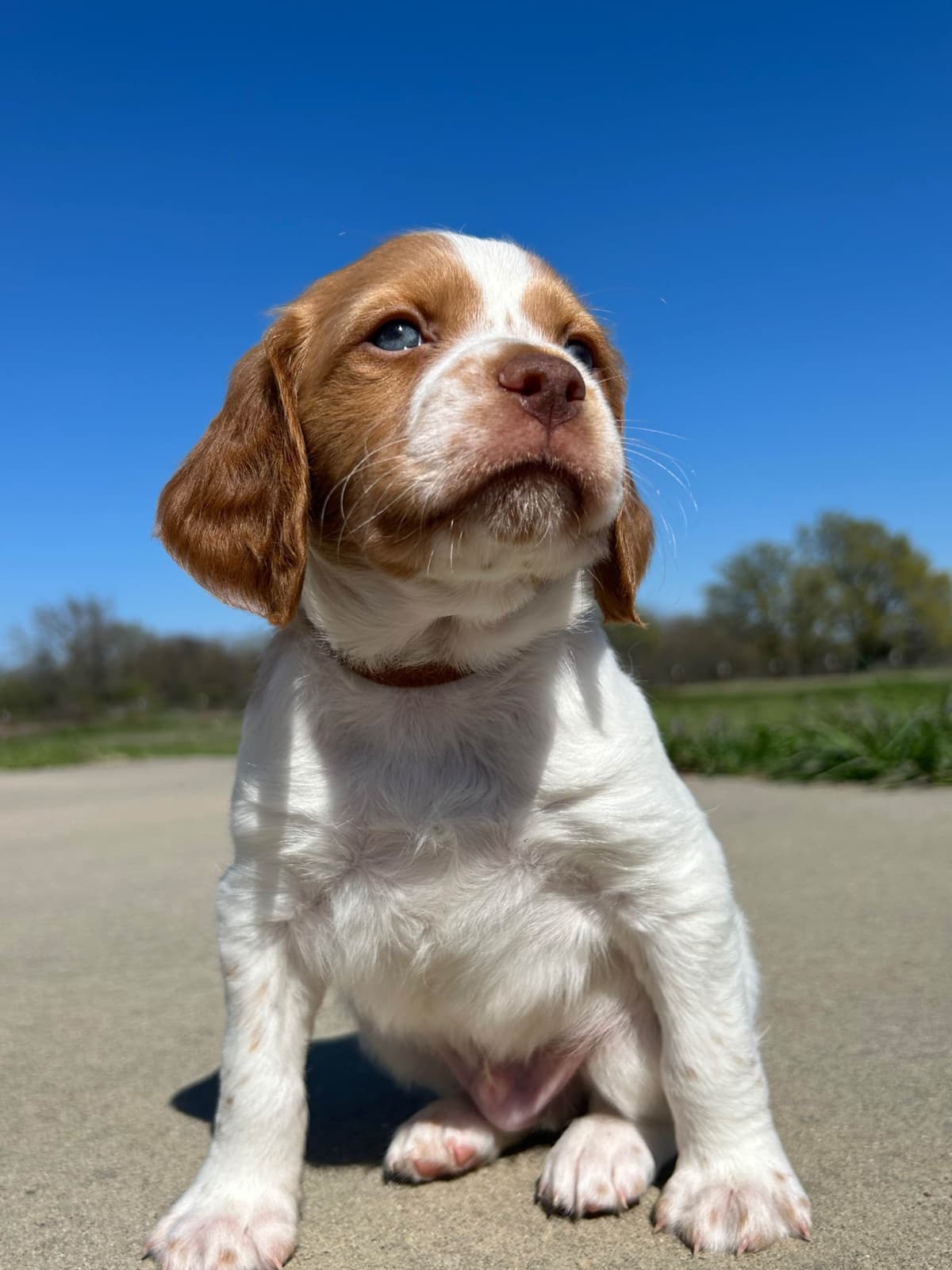 Brittany Puppies breeder image 10