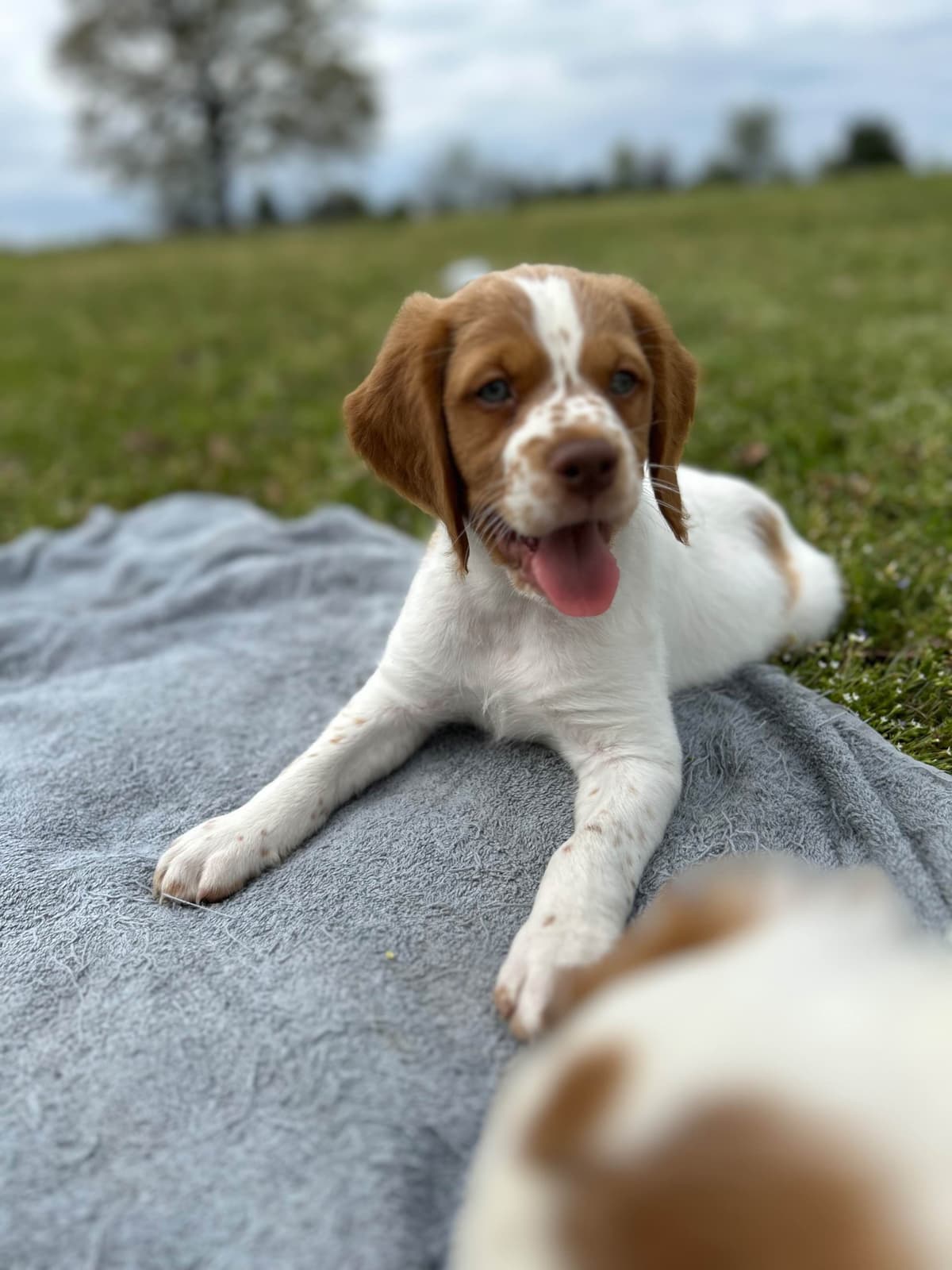Brittany Puppies breeder image 11