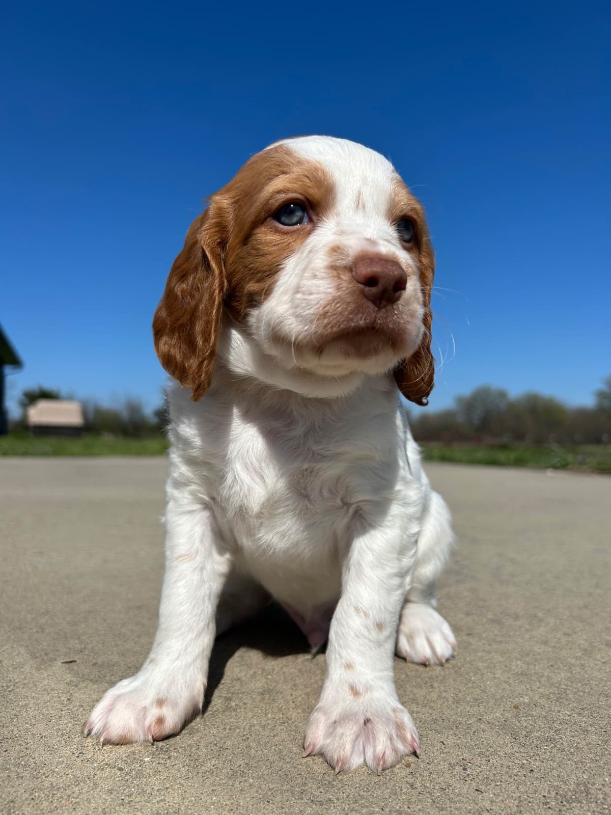 Brittany Puppies breeder image 12