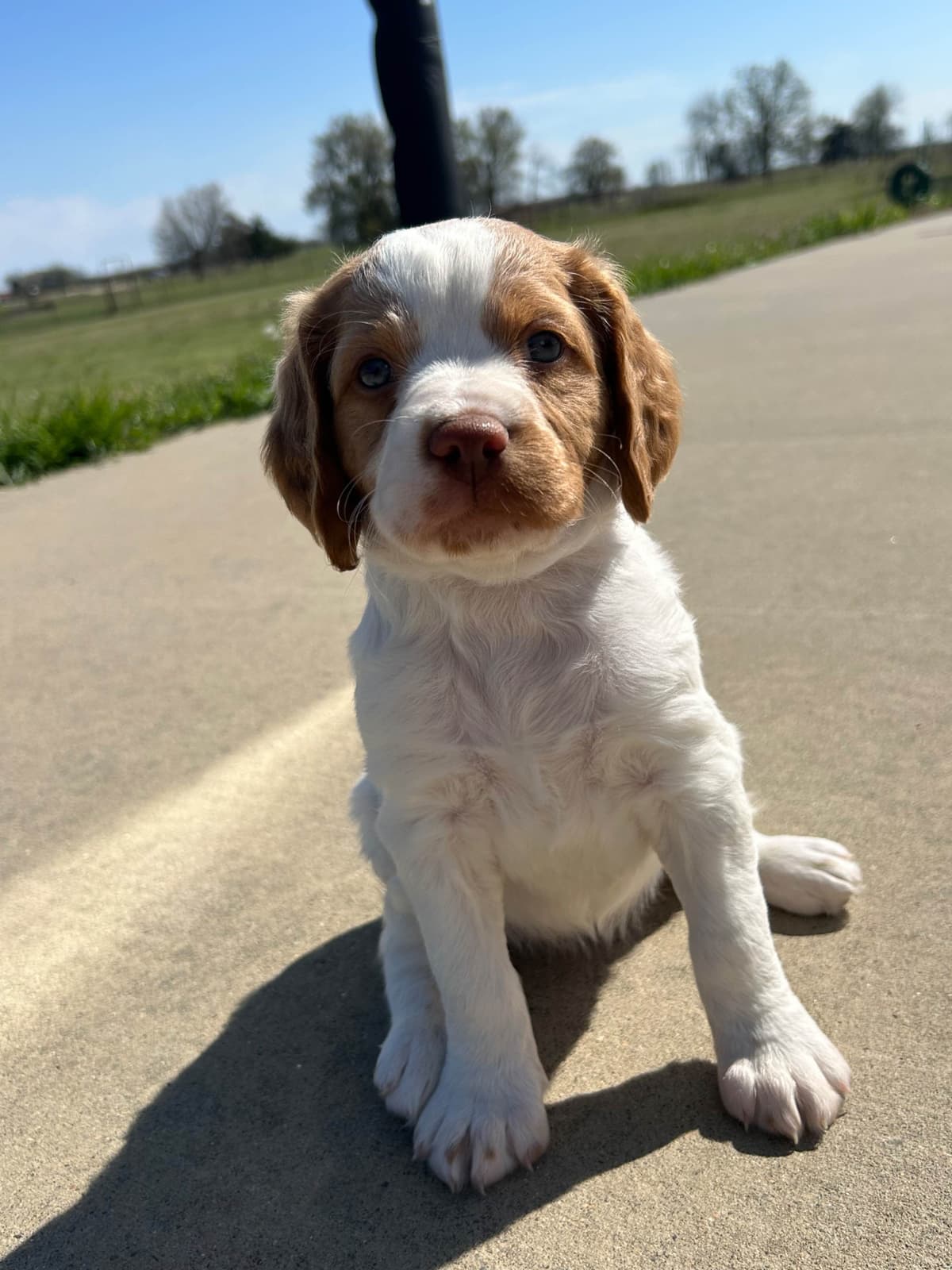 Brittany Puppies breeder image 13
