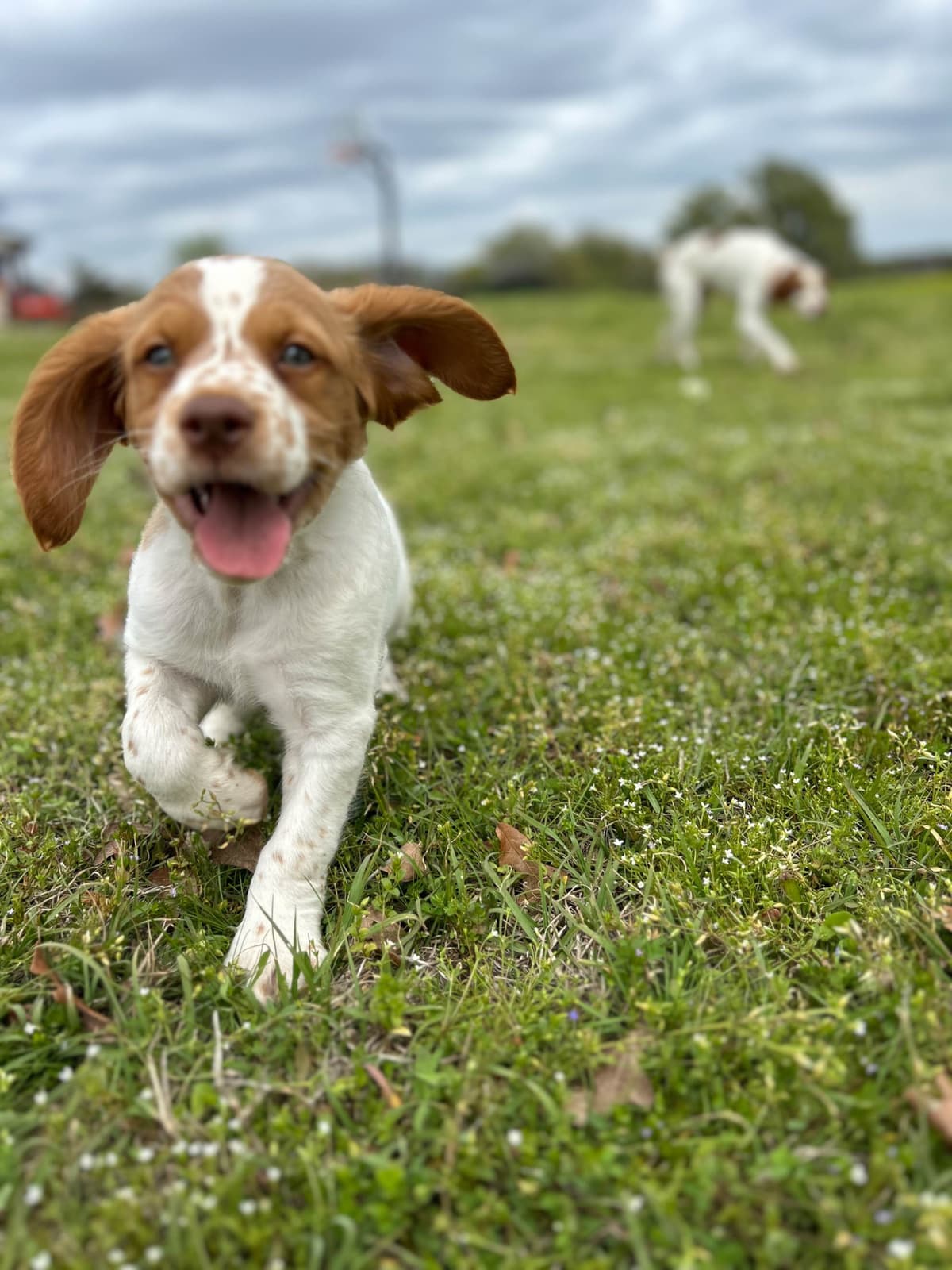 Brittany Puppies breeder image 14