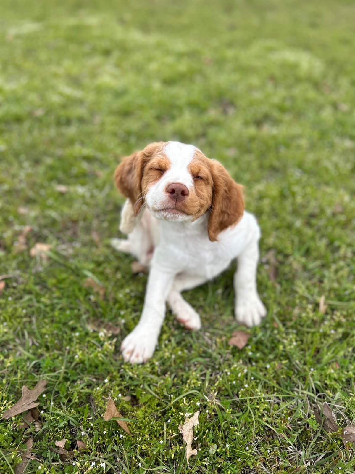 Brittany Puppies breeder image 15
