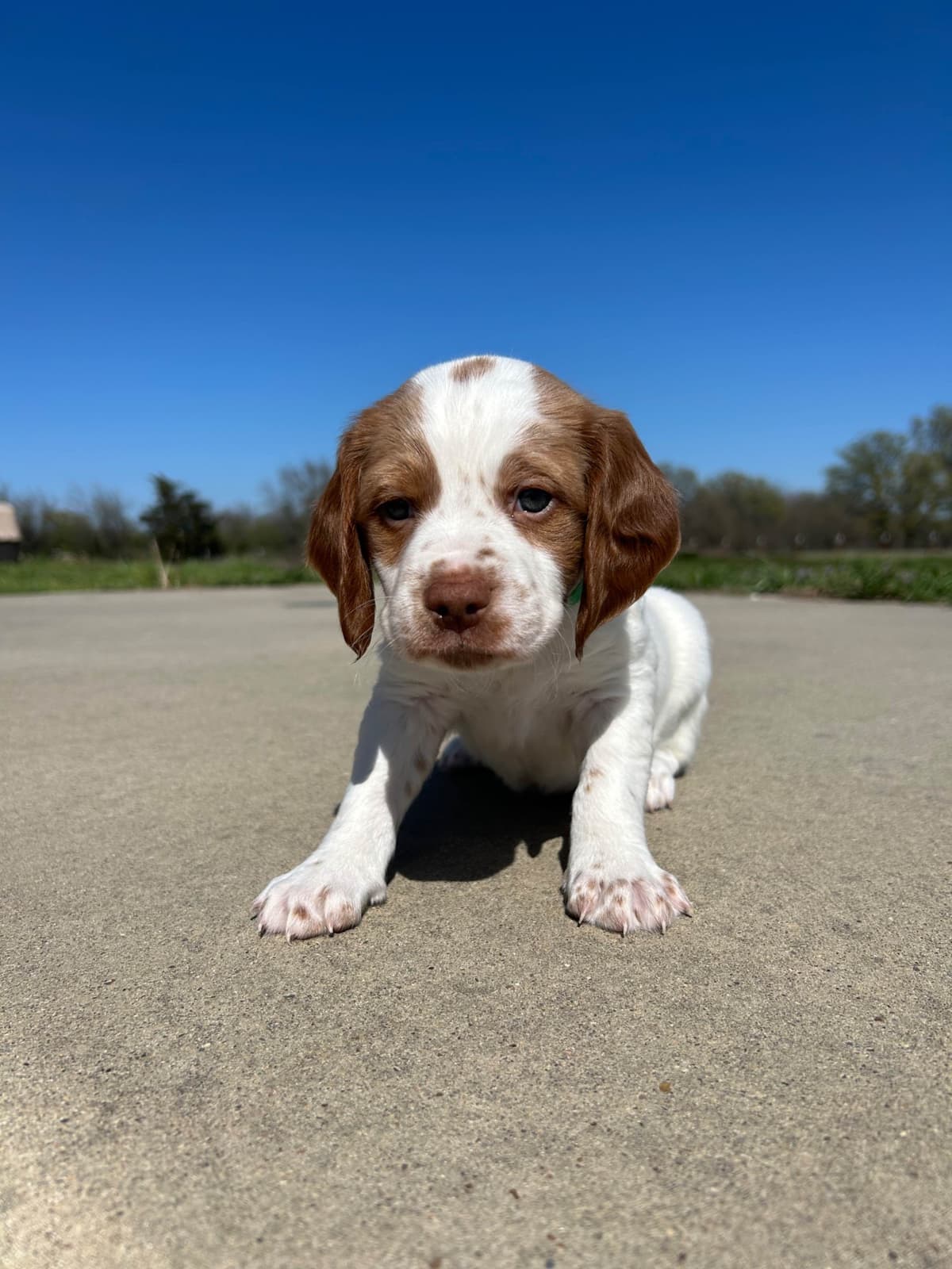 Brittany Puppies breeder image 16