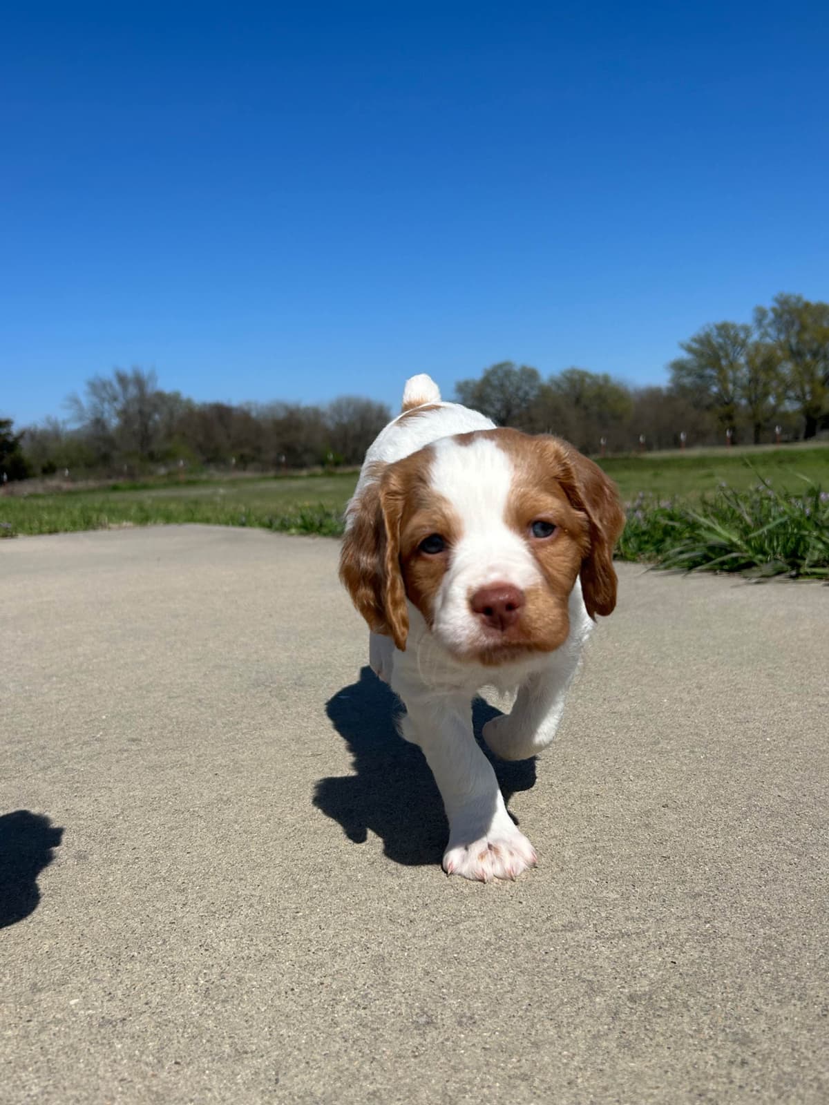 Brittany Puppies breeder image 17