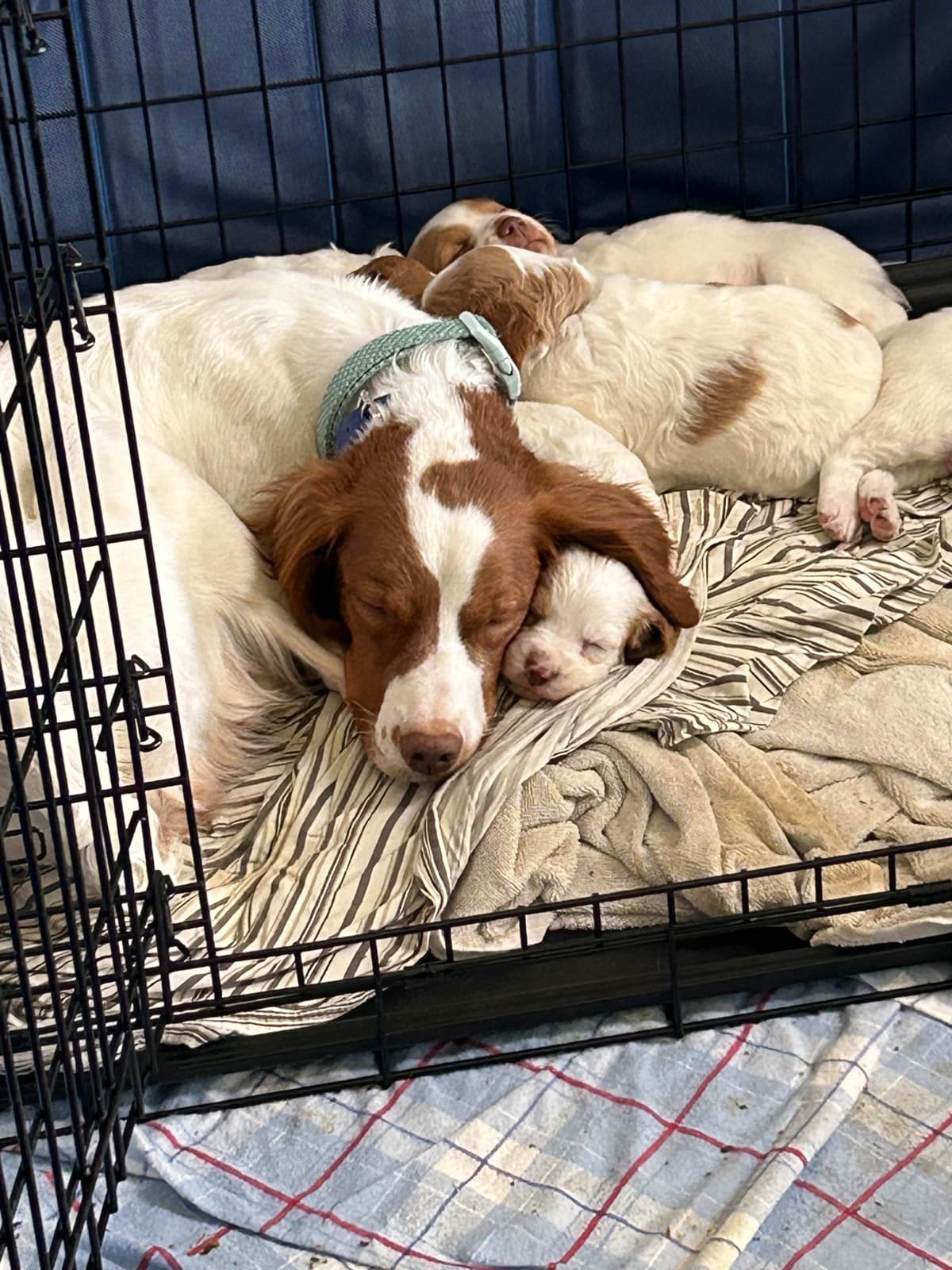 Brittany Puppies breeder image 20