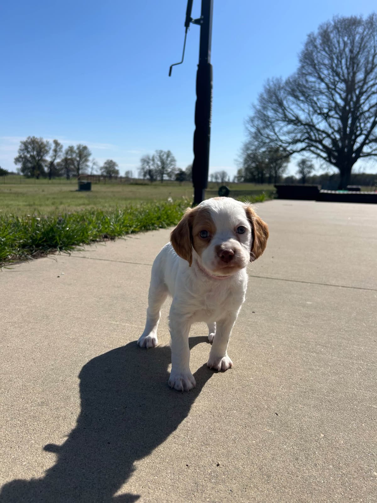 Brittany Puppies breeder image 21