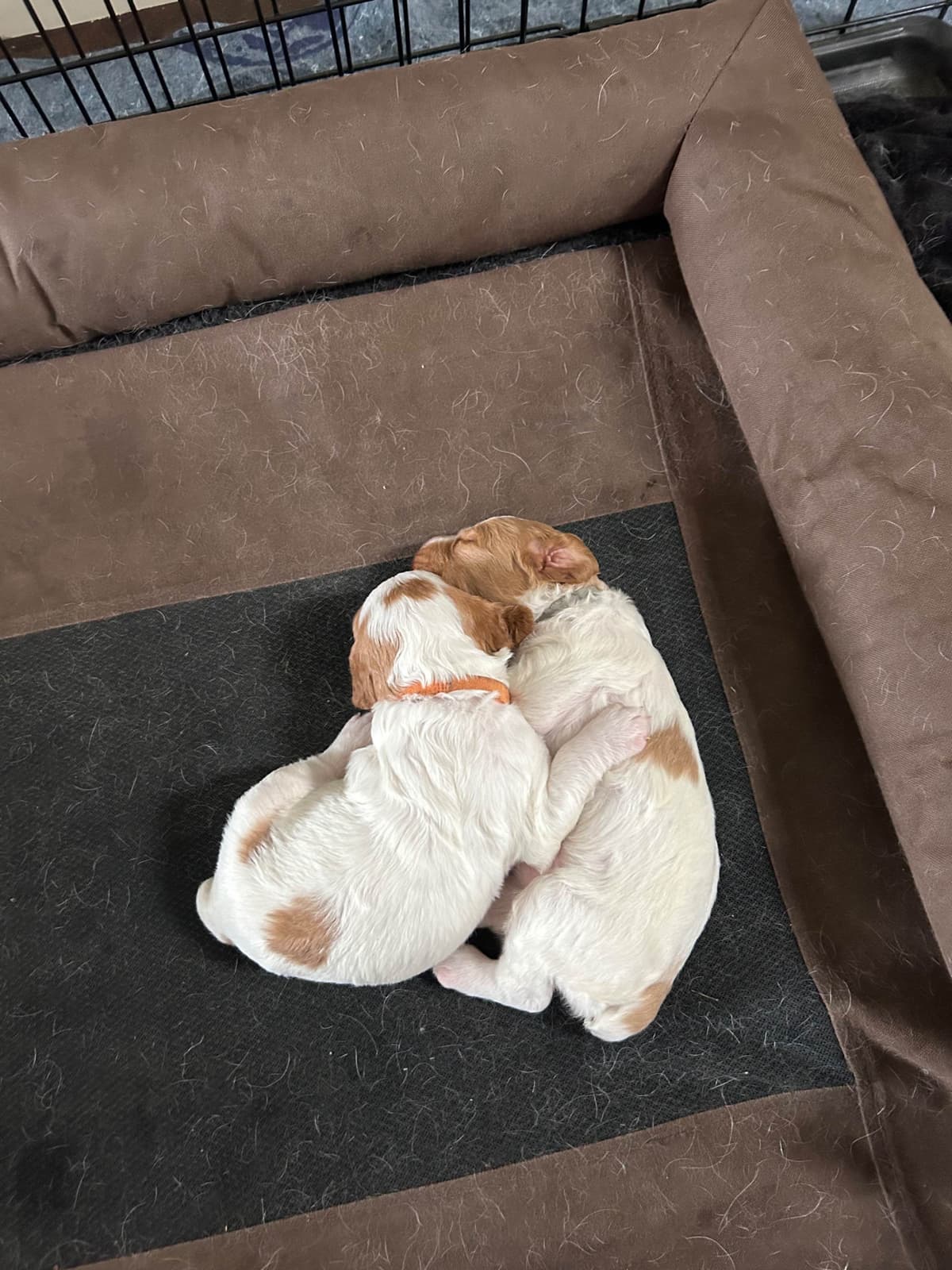 Brittany Puppies breeder image 22