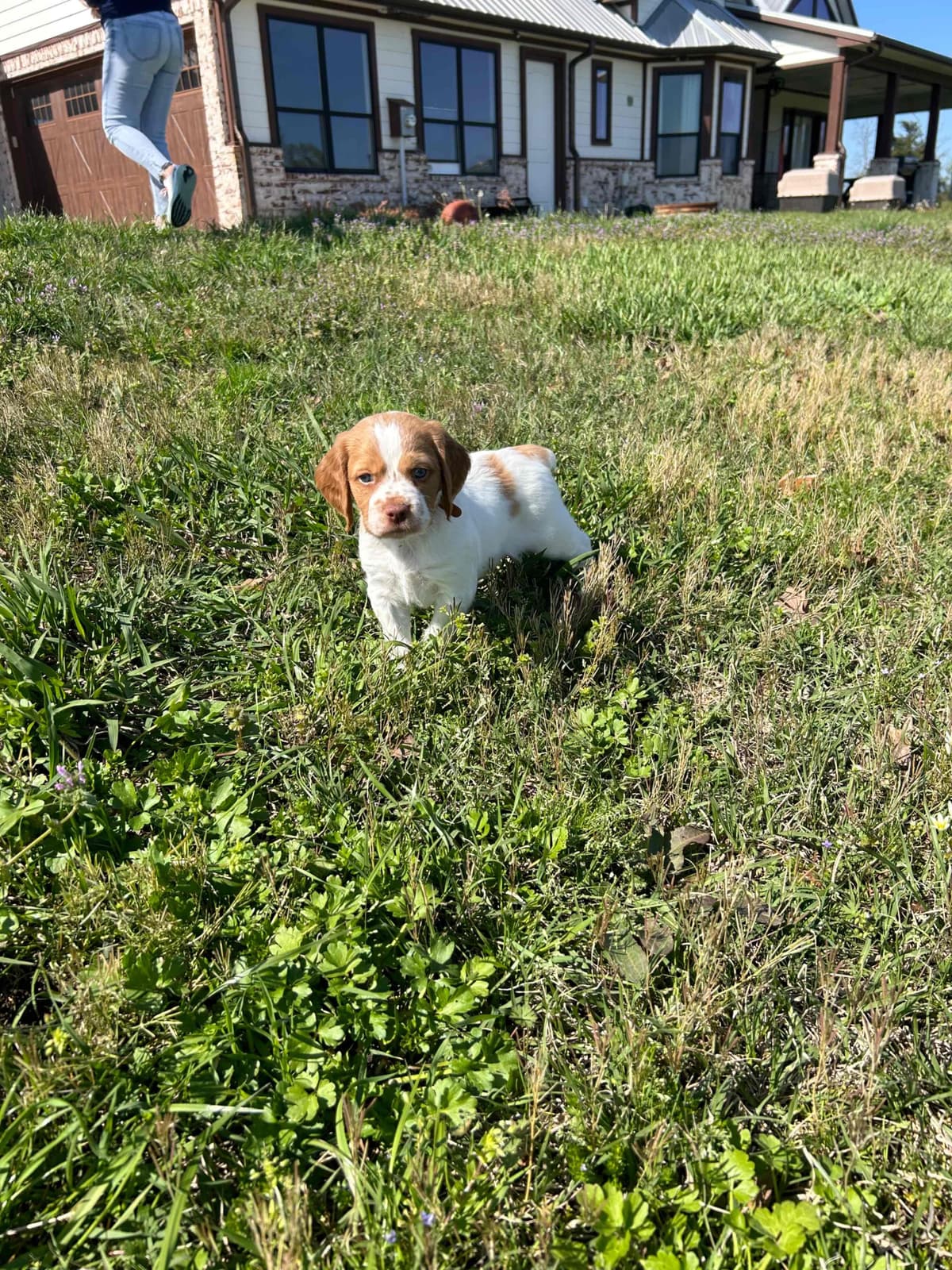 Brittany Puppies breeder image 23