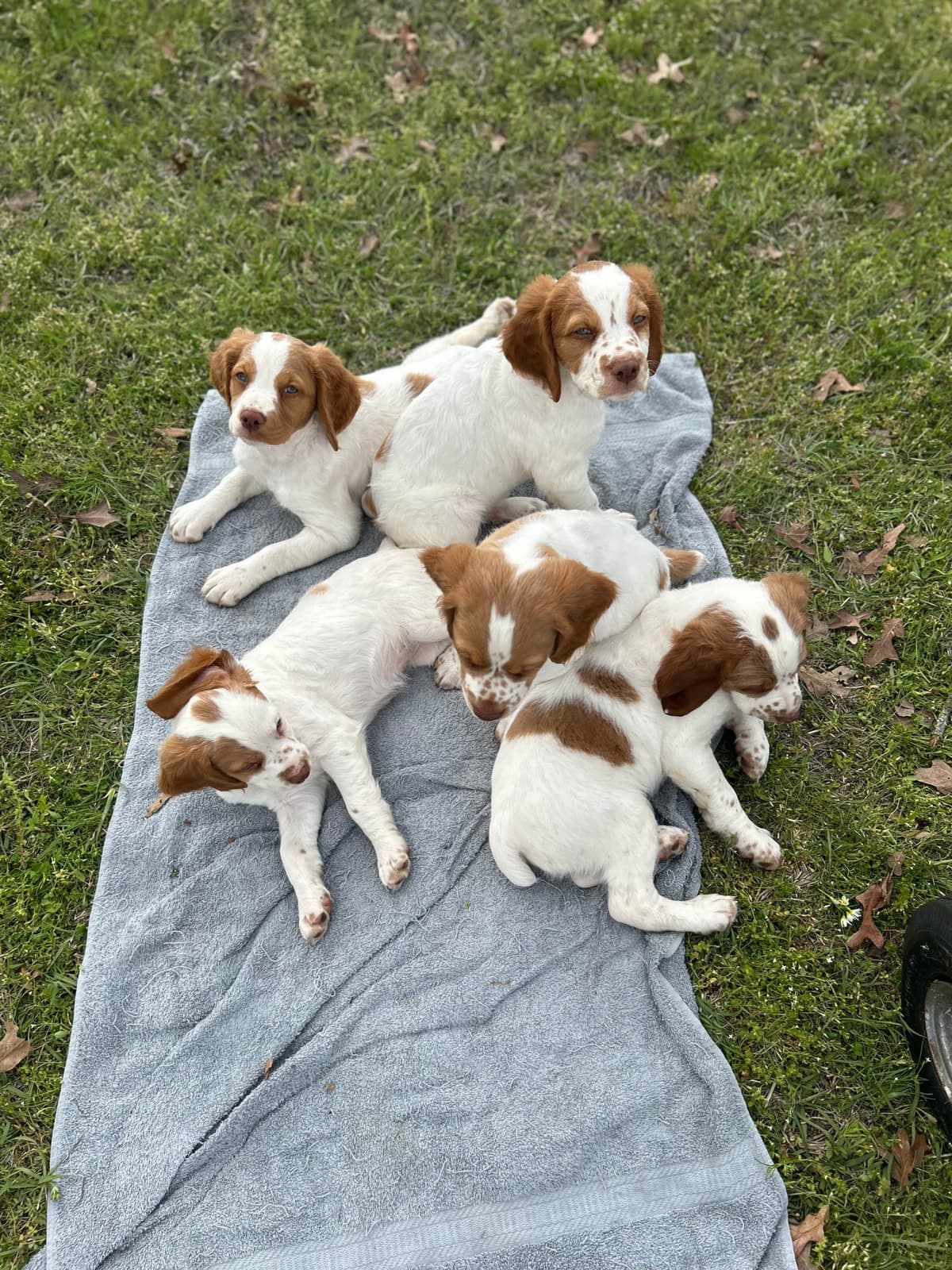 Brittany Puppies breeder image 24