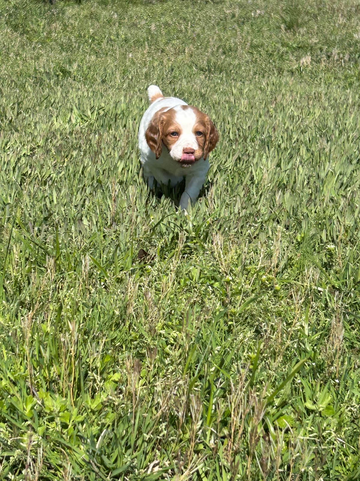 Brittany Puppies breeder image 25